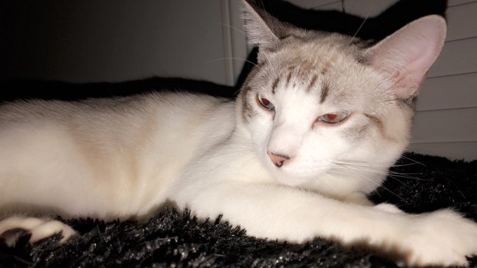 Sebastian not showing a care in the world...not even for breaking the cat tree house his sisters love<a href="/tag/dpstar"class="tags"><span>#dpstar</span></a>