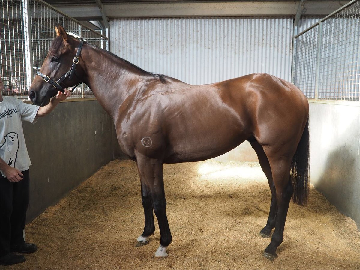 widdenstud's tweet photo. ZOUSAIN brilliant! The gorgeous @cwallerracing trained colt bolts in the Group 2 Champagne Classic! A new Group winner for sire sensation ZOUSTAR!
A better looking colt you would be hard to find...
Congrats @FahadAlthaniQR @dredvers @ryanjmcevoy @theracingagency @KPMcEvoy https://t.co/fFQSdu0dek