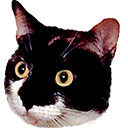 tmclaughbos's tweet photo. #bottesting some more cats again! https://t.co/f7CaoaFYtv