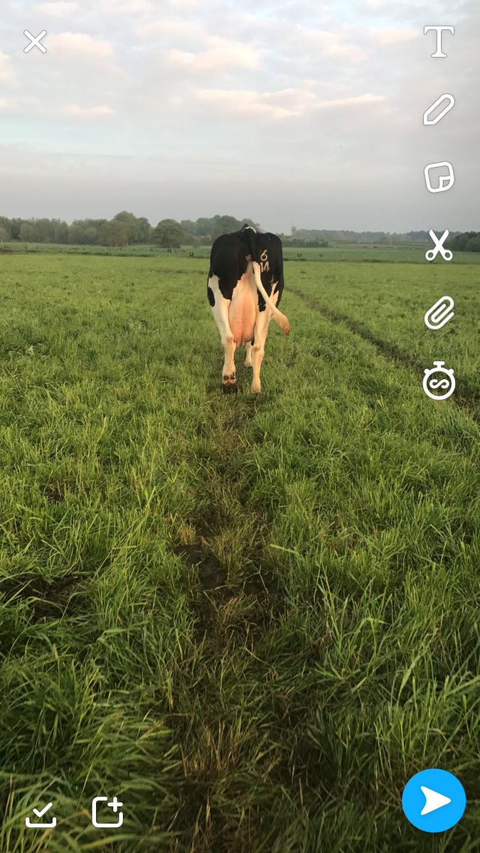 njh563's tweet photo. Always has to be one that stays out and decides to stay in the top corner 😂😂😂 #grasstomilk #cows #milking #busy #comeongirls https://t.co/LsaMAtvotI