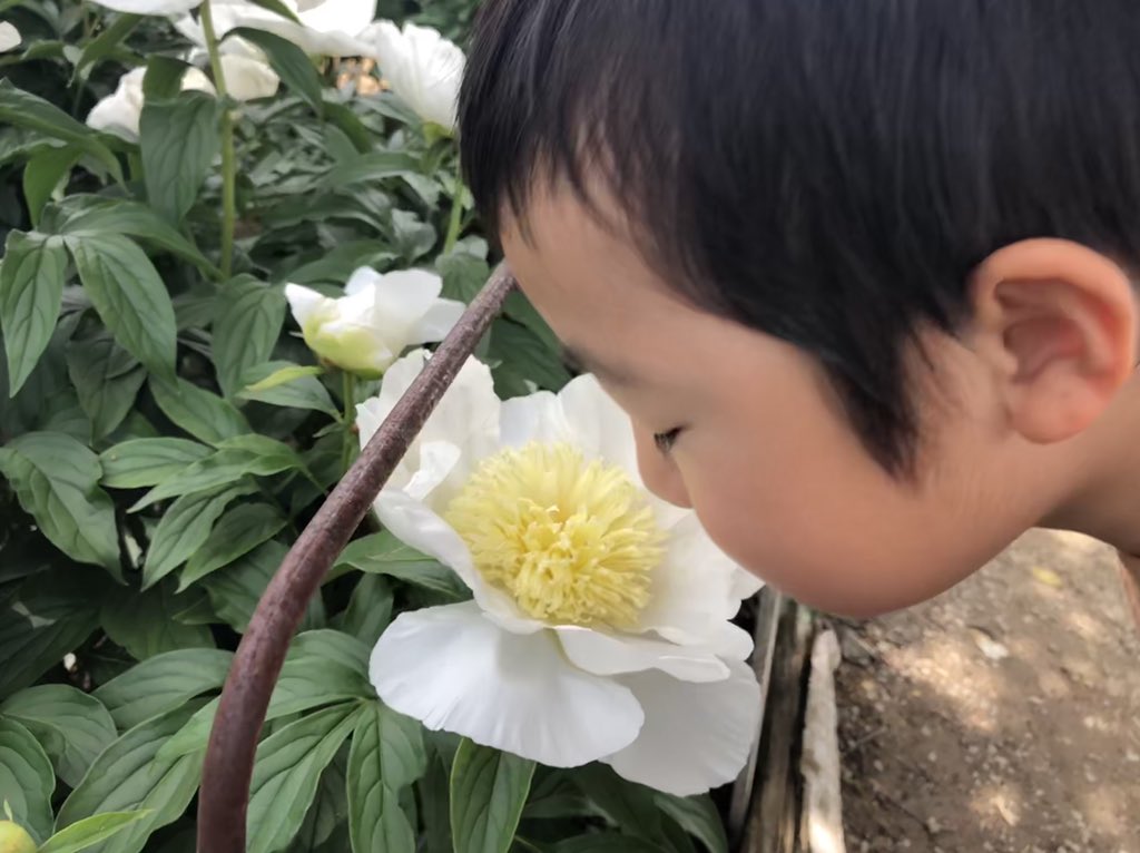 小俣 緑 Midori Komata クリームパフェ ミセスルーズベルト 酔月 ブルーサファイア ルビー コーラルチャーム 全部 芍薬 の種類です お花屋さんで見たことのないものもたくさんあって感激 本当に綺麗 大好き 富岡しゃくやく園 T Co 小俣 緑 Midori Komata クリームパフェ ミセスルーズベルト 酔月 ブルーサファイア ルビー コーラルチャーム 全部 芍薬 の種類です お花屋さんで見たことのないものもたくさんあって感激 本当に綺麗 大好き 富岡しゃくやく園 T Co