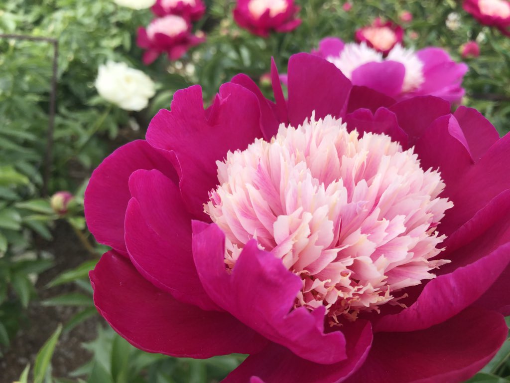 小俣 緑 Midori Komata クリームパフェ ミセスルーズベルト 酔月 ブルーサファイア ルビー コーラルチャーム 全部 芍薬 の種類です お花屋さんで見たことのないものもたくさんあって感激 本当に綺麗 大好き 富岡しゃくやく園 T Co 小俣 緑 Midori Komata クリームパフェ ミセスルーズベルト 酔月 ブルーサファイア ルビー コーラルチャーム 全部 芍薬 の種類です お花屋さんで見たことのないものもたくさんあって感激 本当に綺麗 大好き 富岡しゃくやく園 T Co