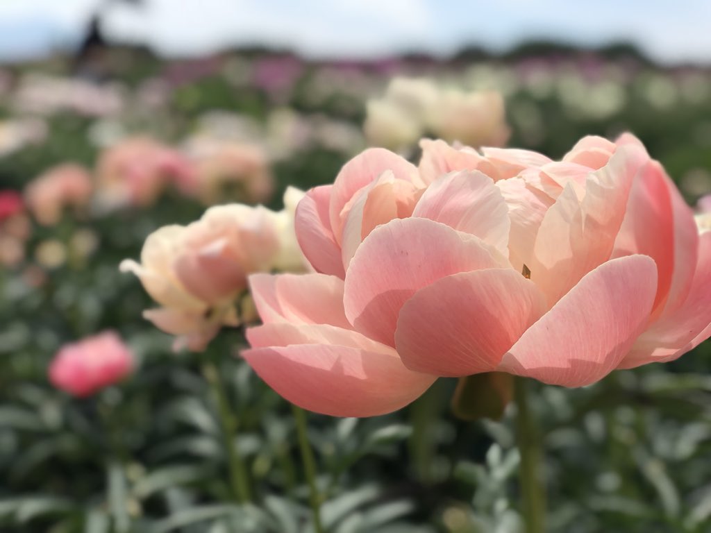 小俣 緑 Midori Komata クリームパフェ ミセスルーズベルト 酔月 ブルーサファイア ルビー コーラルチャーム 全部 芍薬 の種類です お花屋さんで見たことのないものもたくさんあって感激 本当に綺麗 大好き 富岡しゃくやく園 T Co 小俣 緑 Midori Komata クリームパフェ ミセスルーズベルト 酔月 ブルーサファイア ルビー コーラルチャーム 全部 芍薬 の種類です お花屋さんで見たことのないものもたくさんあって感激 本当に綺麗 大好き 富岡しゃくやく園 T Co