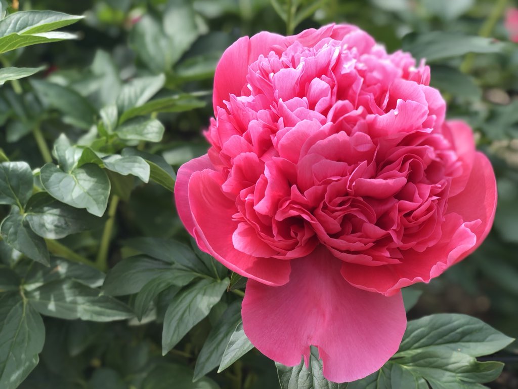 小俣 緑 Midori Komata クリームパフェ ミセスルーズベルト 酔月 ブルーサファイア ルビー コーラルチャーム 全部 芍薬 の種類です お花屋さんで見たことのないものもたくさんあって感激 本当に綺麗 大好き 富岡しゃくやく園 T Co 小俣 緑 Midori Komata クリームパフェ ミセスルーズベルト 酔月 ブルーサファイア ルビー コーラルチャーム 全部 芍薬 の種類です お花屋さんで見たことのないものもたくさんあって感激 本当に綺麗 大好き 富岡しゃくやく園 T Co