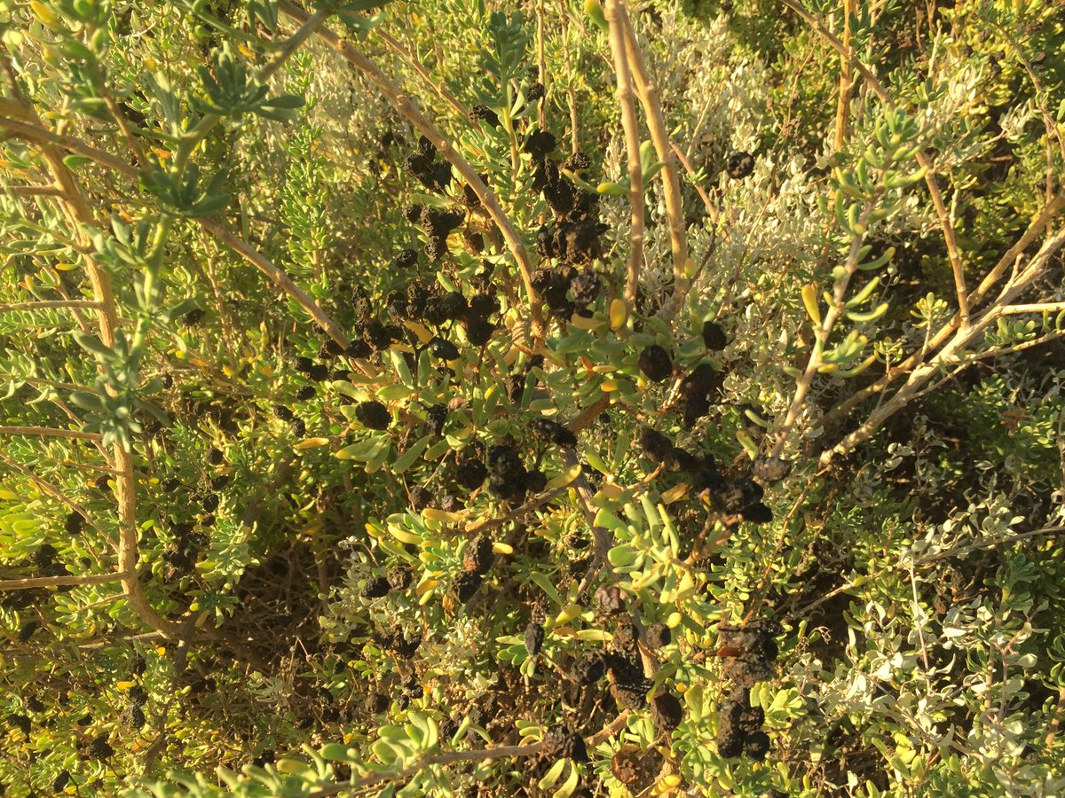 teganknowlesy's tweet photo. Tim Gilbertson  impresses us at the #CoastcareForum2018 with his extensive knowledge of all the #WildHarvest from within the #NorthernAgriculturalRegion. We also learnt the importance of Nitraria billardierei as not only habitat for local fauna but as a food source for them also! https://t.co/xqWP9skyGU