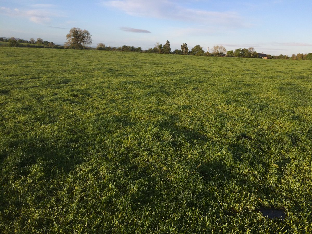Hylo67's tweet image. 16 mm rain 28.4 litres 4.07 f 3.62 p 2 kg 12% nut zero diesel or time #simplesystem #grastomilk