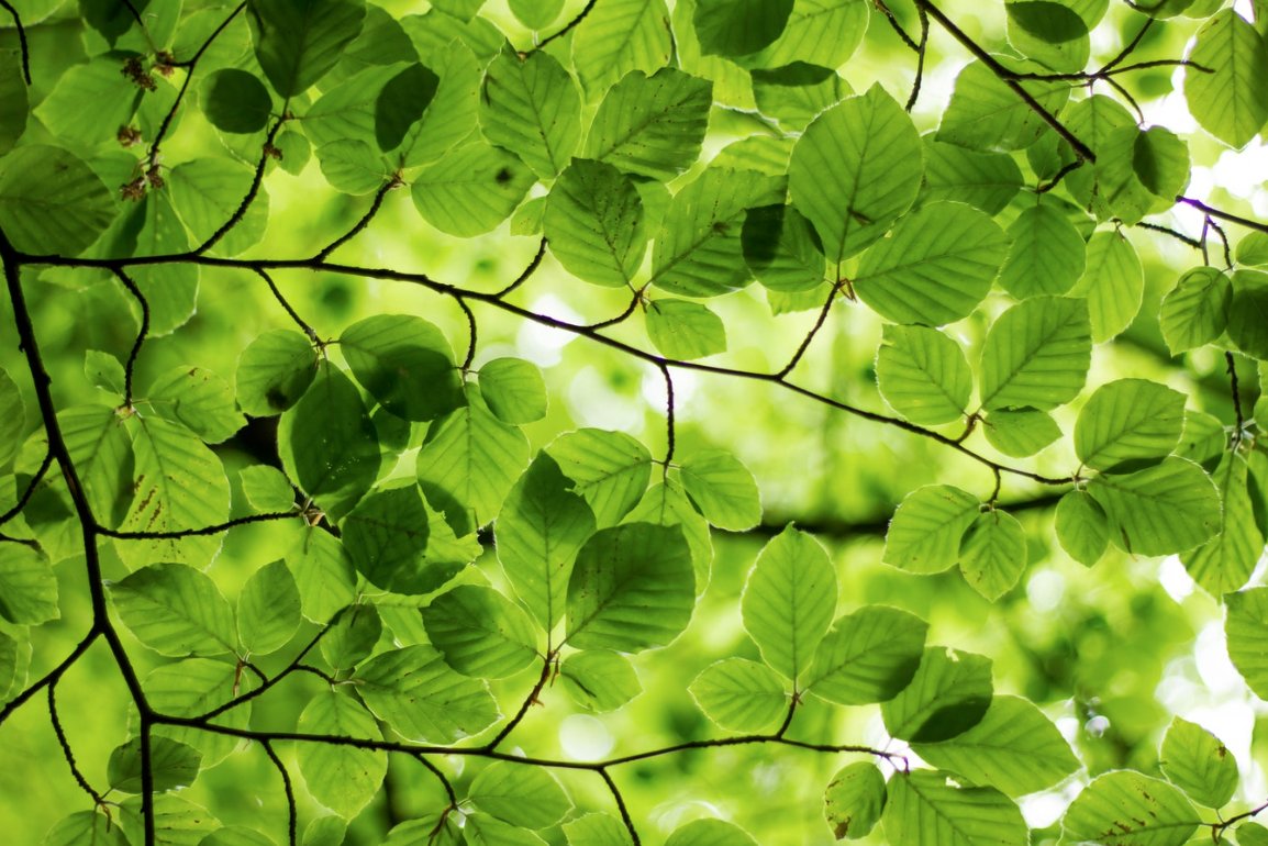 Erklæring Tænke Vælg Robert Macfarlane on X: "Word of the day: "Maeinschein" - the green-gold  sunlight that falls through the young leaves of trees &amp; woods in  spring/May. (literally "May-light", "May-shine"; German, poetic).  https://t.co/UWeb8F8oV5" /