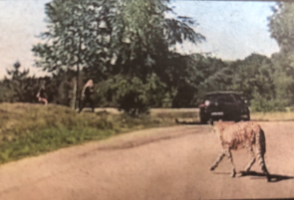 RijkenAstrid's tweet photo. A French family decided to leave the car with their child in safaripark #debeeksebergen in the Netherlands. Why? To take a selfie with the cheetahs😱
They servived!! Bearly!! #stupidaction #phototakenfromnewspaper https://t.co/pz2wOhFbK2