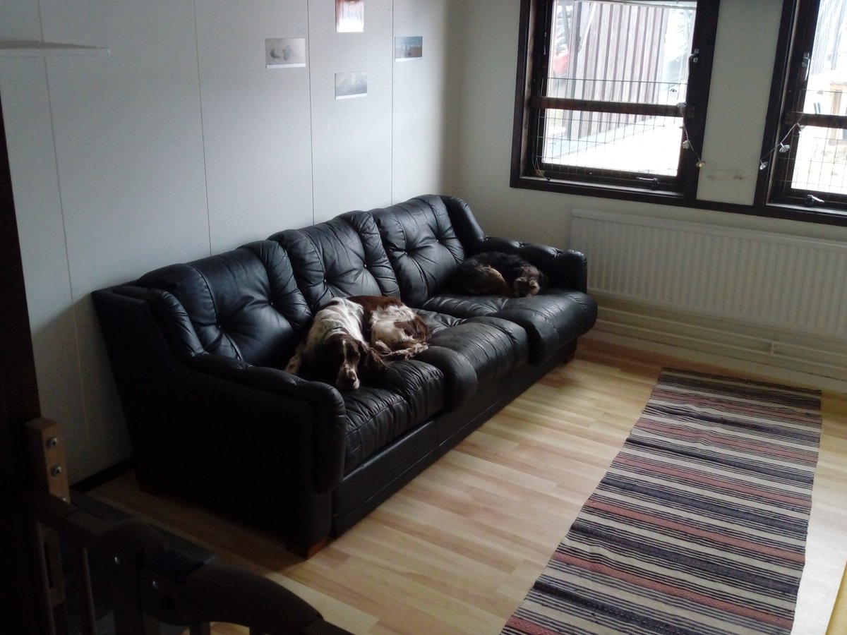 HappyDogsDagis's tweet photo. Ace och Kaizern är numera rumskamrater. https://t.co/7zrZnQ9x3A