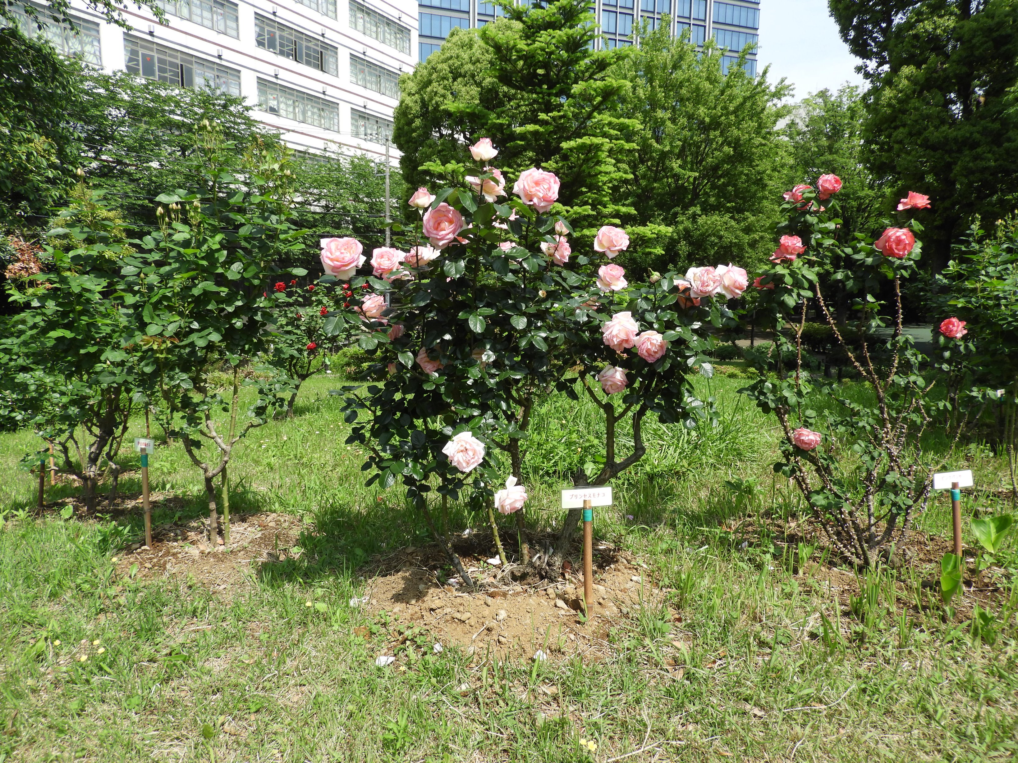 都立戸山公園 園長の採れたて情報 大久保地区の陽だまりの丘バラ園 今日の状況です プリンセスモナコとピンクパンサーと乾杯は見頃です 伊豆の踊子は黄色い花を一輪見せています T Co Mp4s9qlhxn Twitter