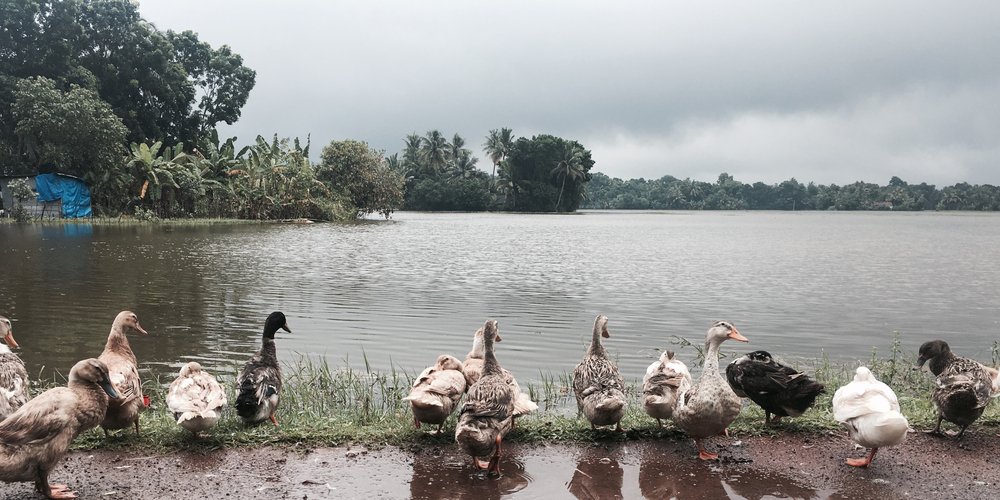 KeralaTourism's tweet photo. You tell your children bedtime stories of a Mother Goose. Your kids rut their nursery rhymes where the duck goes quack-quack. Gift them a childhood, atleast vacations where stories, characters, moo-moo's and the quack-quacks come alive. #ComeOutAndPlay https://t.co/UcEHSF9jhX
