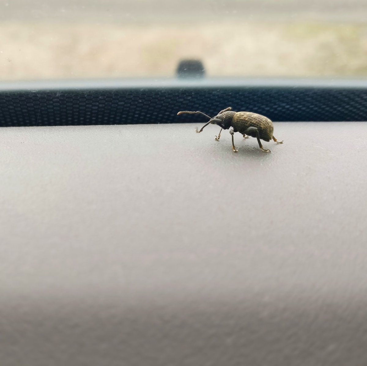 thatbotanicguy's tweet image. Casual as anything, strolling around the inside of my car.
I'm afraid Ms Weevil met the sole of my 👞!
#thisisnormal #gardenersproblems
