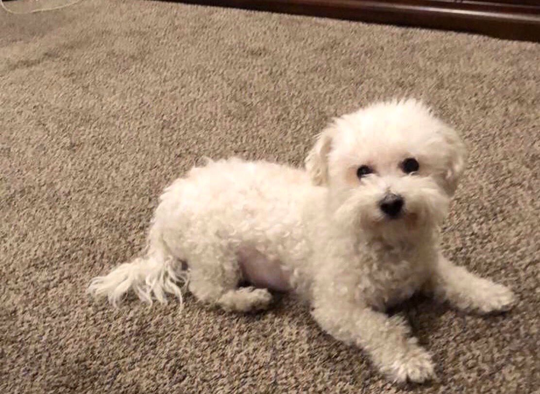 Hairless hotsell bichon frise