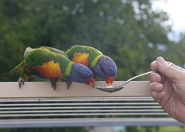 JaneLewis_'s tweet photo. Now this is taking “feeding the birds” to the next level! #spoonfed #lorikeets  #dinnertime #janelewis_impressions @janelewis_ https://t.co/eiCtH0iZgk https://t.co/MxXtmGxL2q