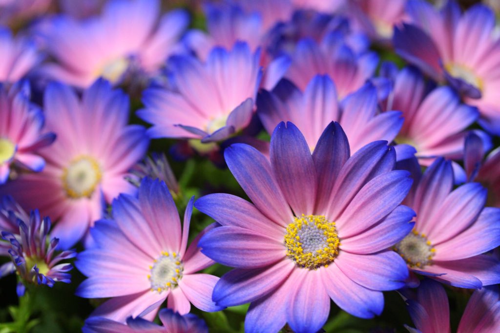 えせねこ 紅楼夢お18 19 A Twitter でしょーーーーお花最高ーーーーサイネリアは濃い青の単色とか 青と白とか 色々種類あってどれも綺麗なんだよーー一番好きな品種