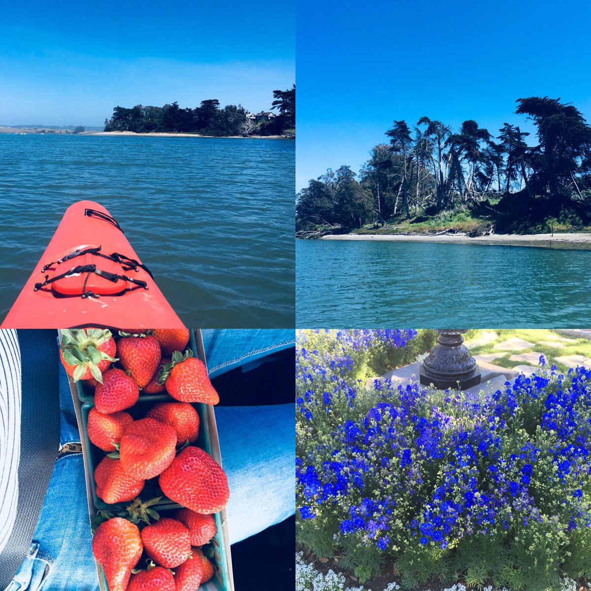 Kayaking, sea otters, and farmers’ markets 🌽🍓🚣‍♂️ Another great day in Monterey 🐋 #Mosslanding #elkhornslough #california #seaotters #seals #sealions #marinelife