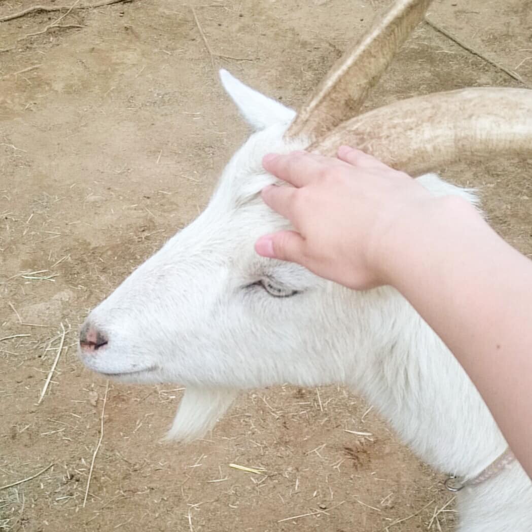 monogobu's tweet photo. ロハスマルシェ、今回は土曜日のみの出展となりましたが無事終了しました😊
お疲れ���でした.｡ﾟ+.(*''*)ﾟ+.ﾟ

一番印象に残っているのは、やぎがかわゆかったこと…🌼 https://t.co/u25mnNSBBz