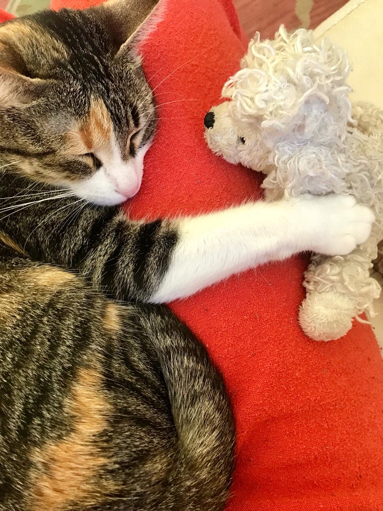 AidaOperaVerdi's tweet photo. 🐾🐾❤️🐾🐾🤗
#tierno #tiern #ternura #migata #mimascota #micompañera #gato #elegant  #elegantes #feline https://t.co/bD6Kurhf4X