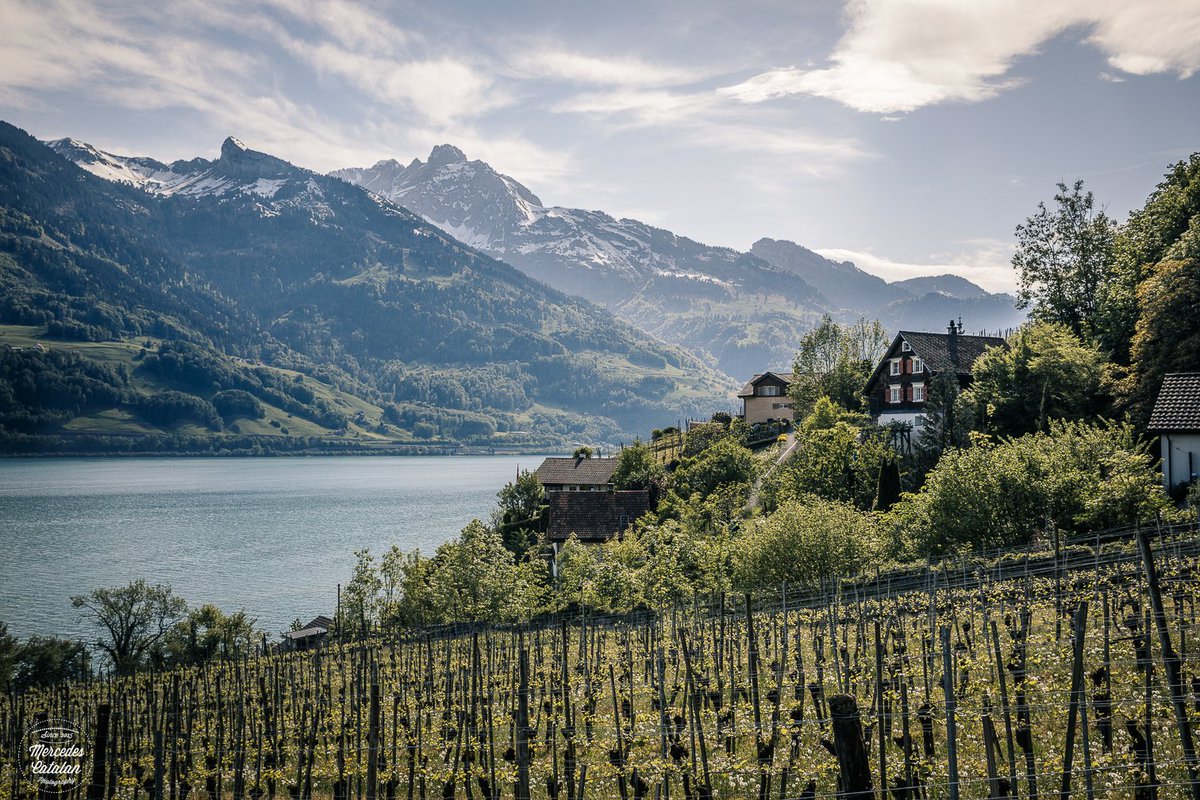 Mercedescatalan's tweet image. The vineyards of Quinten #heidiland #walensee #spring #switzerland #InLoveWithSwitzerland #landscape  #canonphotography  #canonEOS #canon5dmarkIV  #pintofotografia #thephotohour #landscape #liveforthestory #outdoors #hike #StormHour