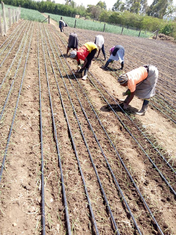 Amiran Kenya on Twitter "Amiran Drip Kits. Available sizes Family