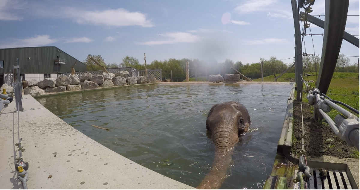 visitBlackpool's tweet photo. Ah, we love the way Tara dealt with the heat over Bank Holiday weekend @BlackpoolZoo 😍 https://t.co/WqDNIz3mqV https://t.co/owDbbWln13