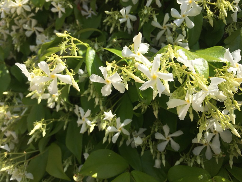 Dear @Twitter you need to invent scratch &amp; sniff so all can enjoy the amazing smells of #Jasmin <a href="/Villalabri/">Villa L'Abri</a> #Cannes #CotedAzurFrance or they will have to book a stay to enjoy it first hand..😎