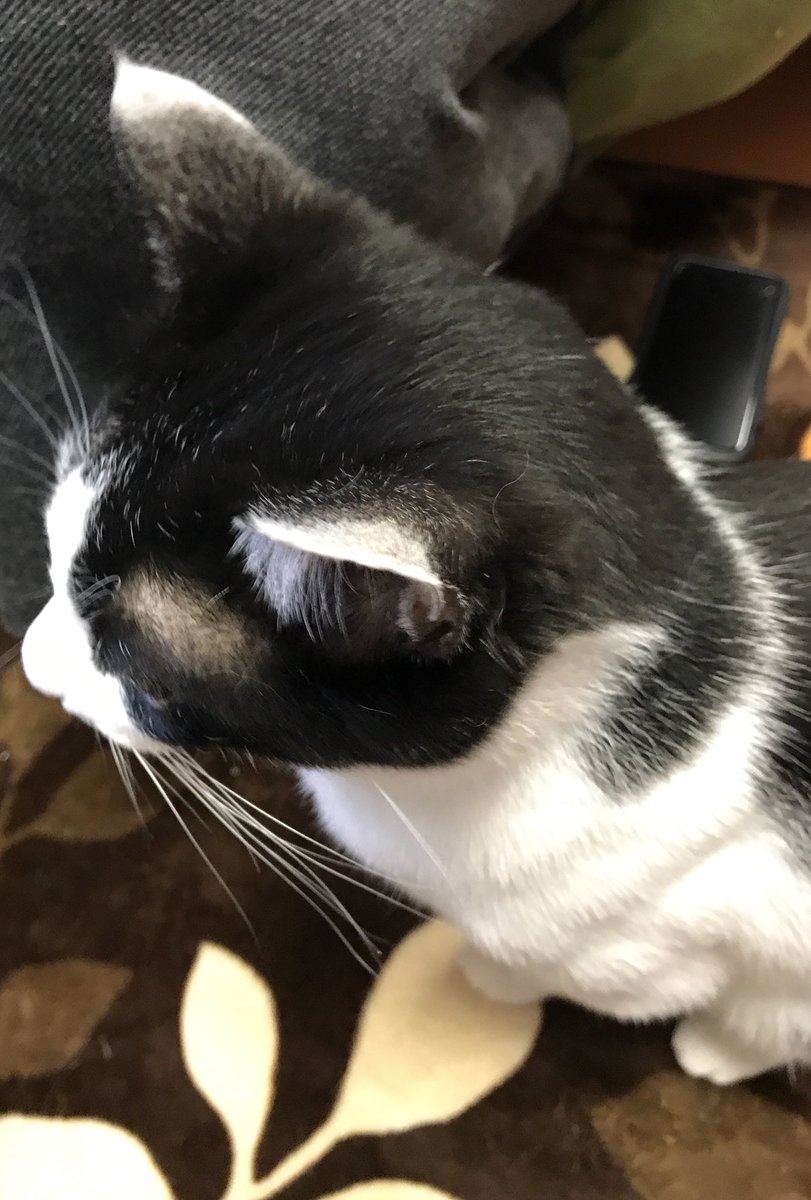 そば Dq10復帰 A Twitter うちの猫 筋肉ムキムキ