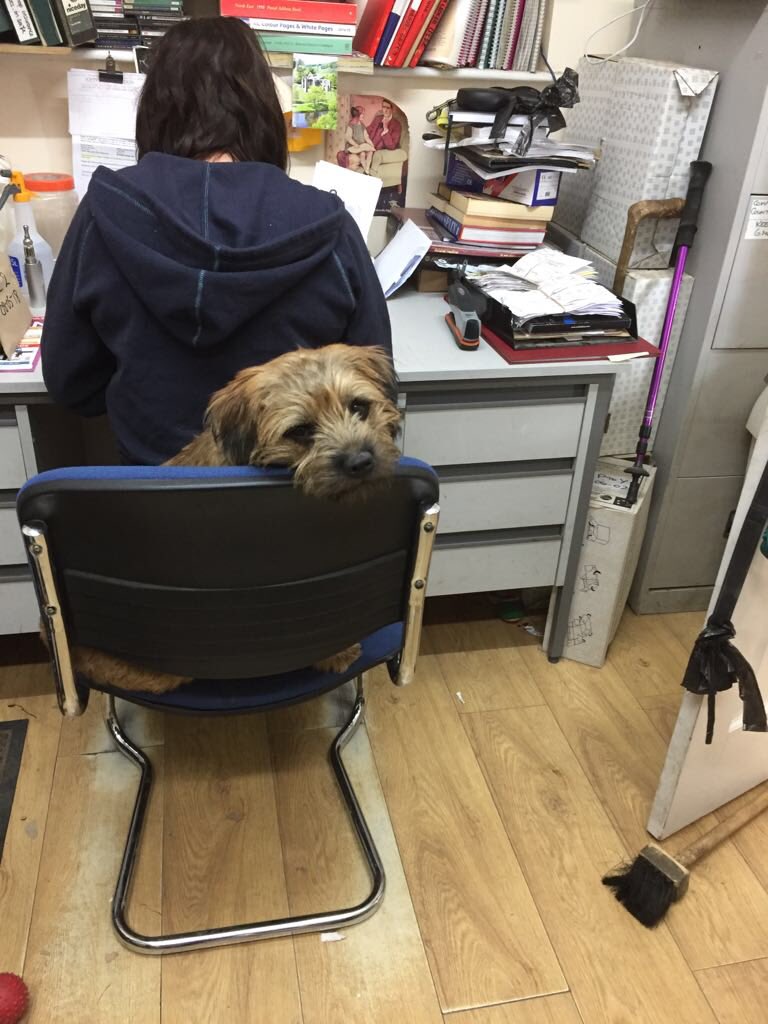 mac_brooke4's tweet photo. She got me hard at werk, pals. #callRSPCA https://t.co/8kjJCO8GHl