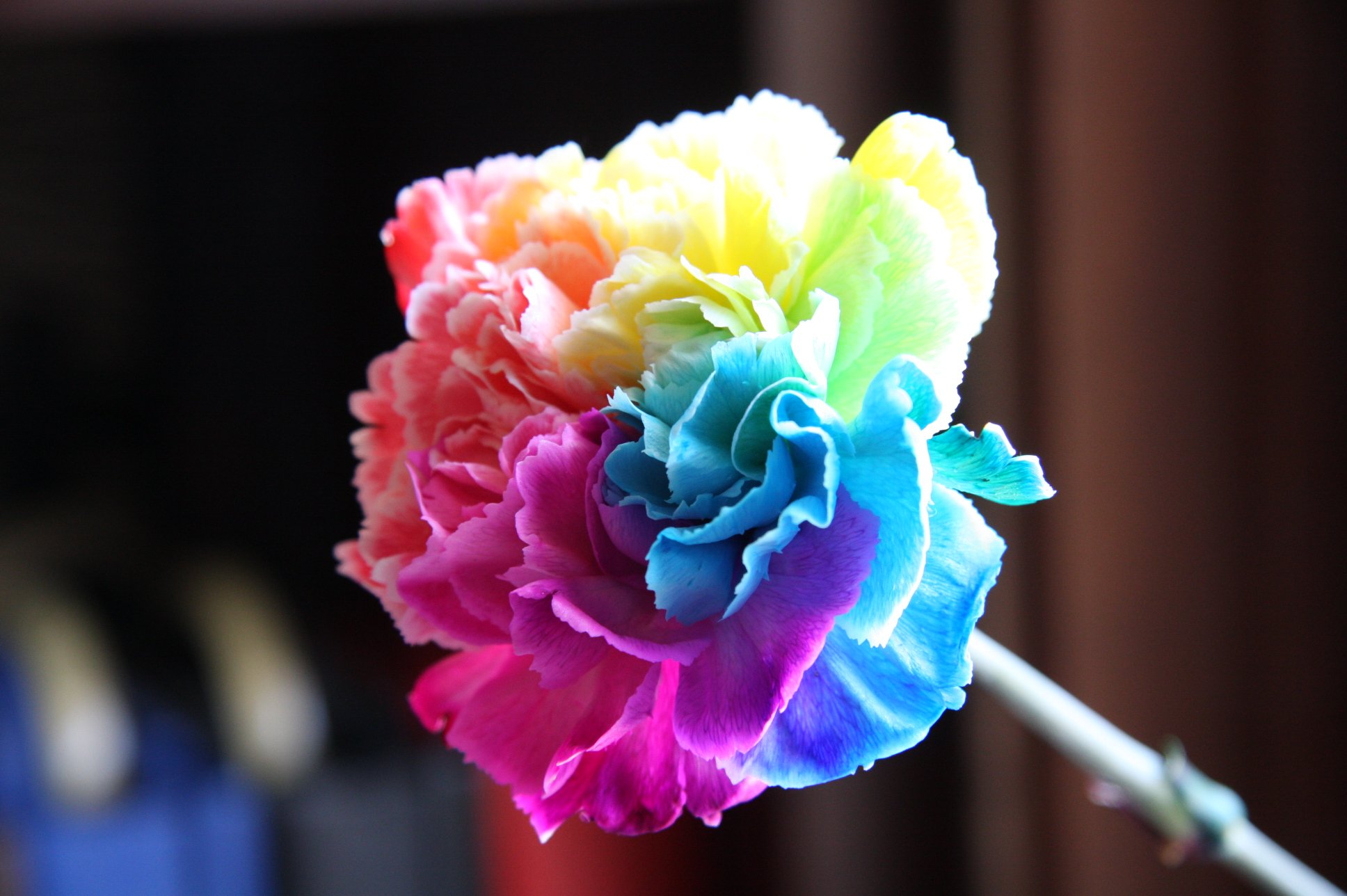 ローズショップ オランダ産 レインボーカーネーション 花言葉は 感謝 インターネットで即日配送可能 T Co Fk3k9tlae7 電話で全国配送 0266 28 11 母の日ギフト 虹色の花 七色のカーネーション 虹色のカーネーション T Co Fgk7rqw6e7