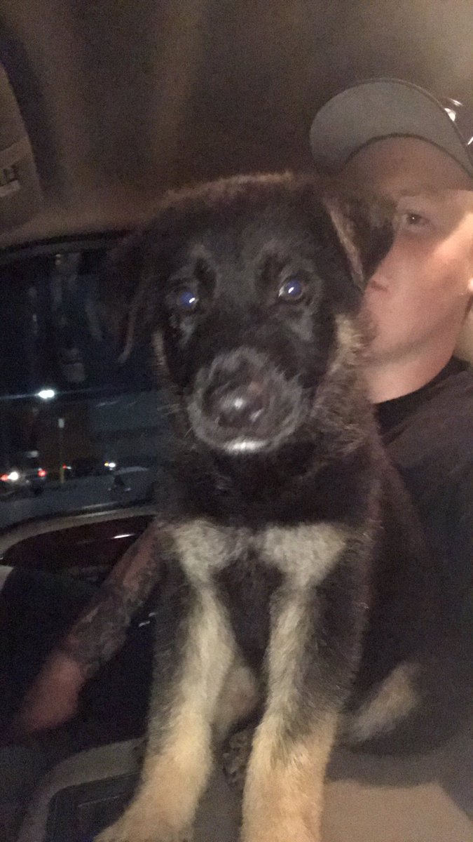 TylerLee_245's tweet photo. Welcome Home Opie❤️
#GermanShepard
#NewMemberOfTheFam
#6Weeks
#CantWaitForTheEarsToStand https://t.co/QPmwHM28wz