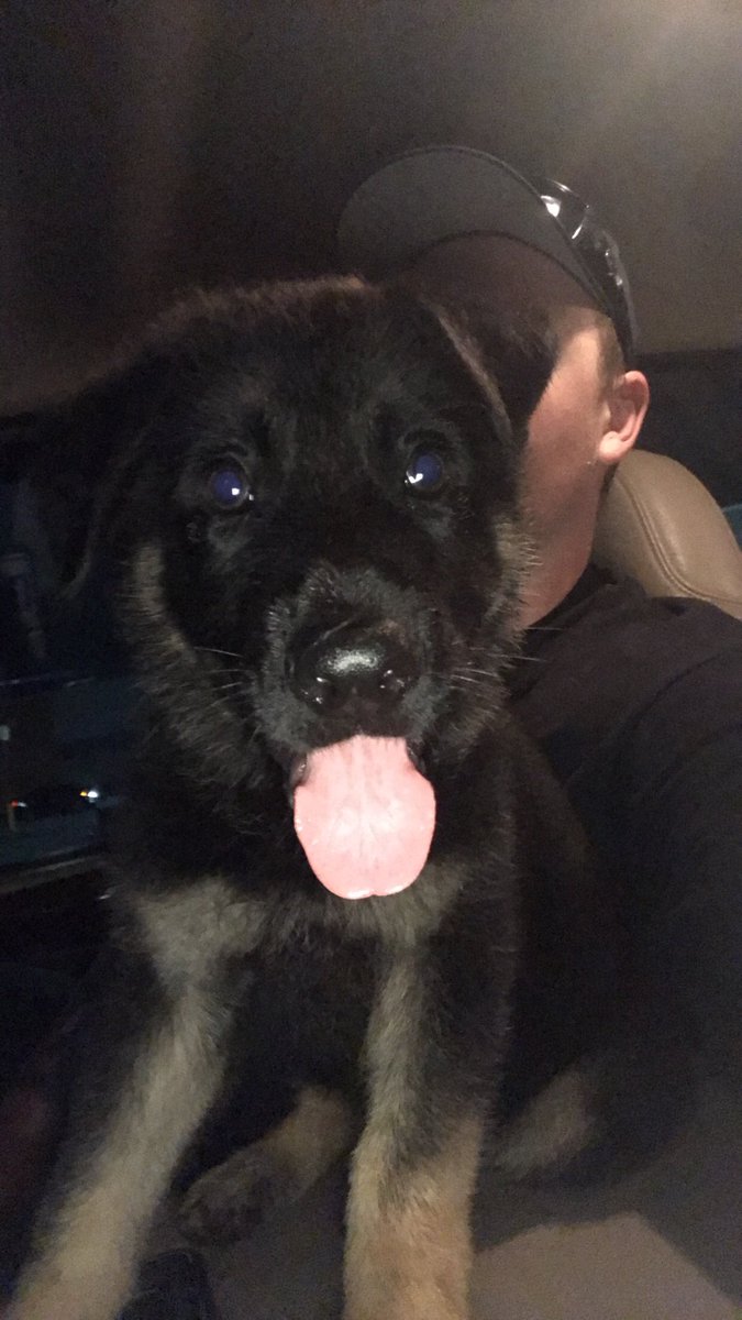 TylerLee_245's tweet photo. Welcome Home Opie❤️
#GermanShepard
#NewMemberOfTheFam
#6Weeks
#CantWaitForTheEarsToStand https://t.co/QPmwHM28wz