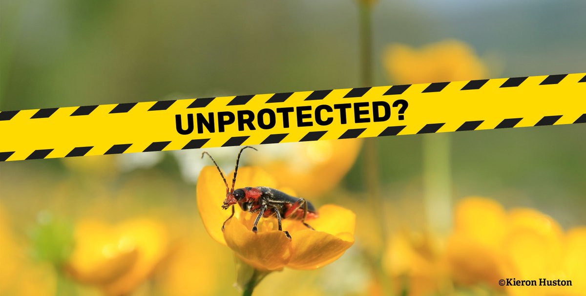 WildlifeTrusts's tweet photo. Over 42,000 Local Wildlife Sites in England risk losing their protection in new draft planning rules. Help wildlife thrive, please ask the government to change their proposals https://t.co/sA4KFdsQ3x #UnprotectedSites #ActSwiftly https://t.co/179goAQCg1
