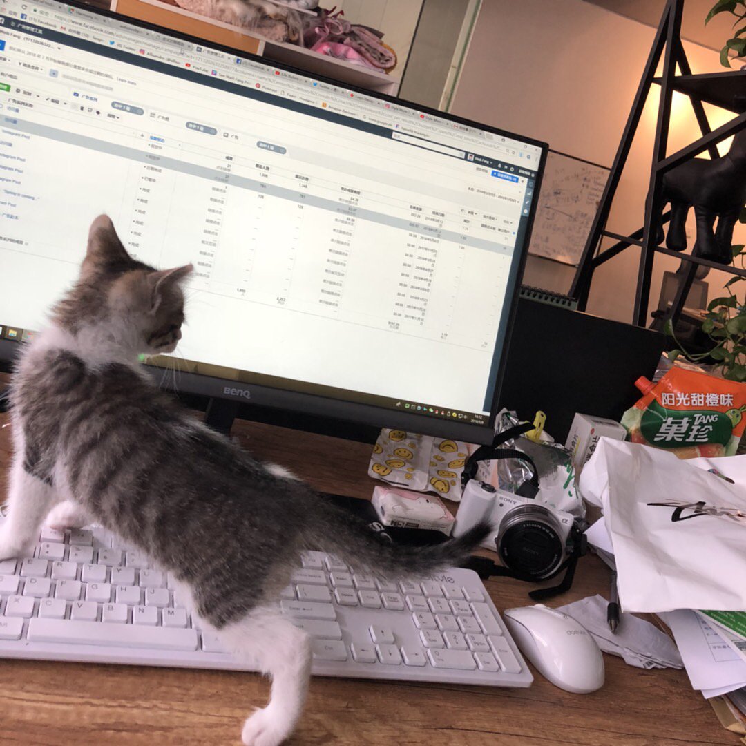 Allisandro001's tweet photo. Three kittens working with me~🐱🐱🐱

#ThreeCityCats  named LosAngles NewYork and Chicago, thanks for attention~ https://t.co/hsYlM16qrX