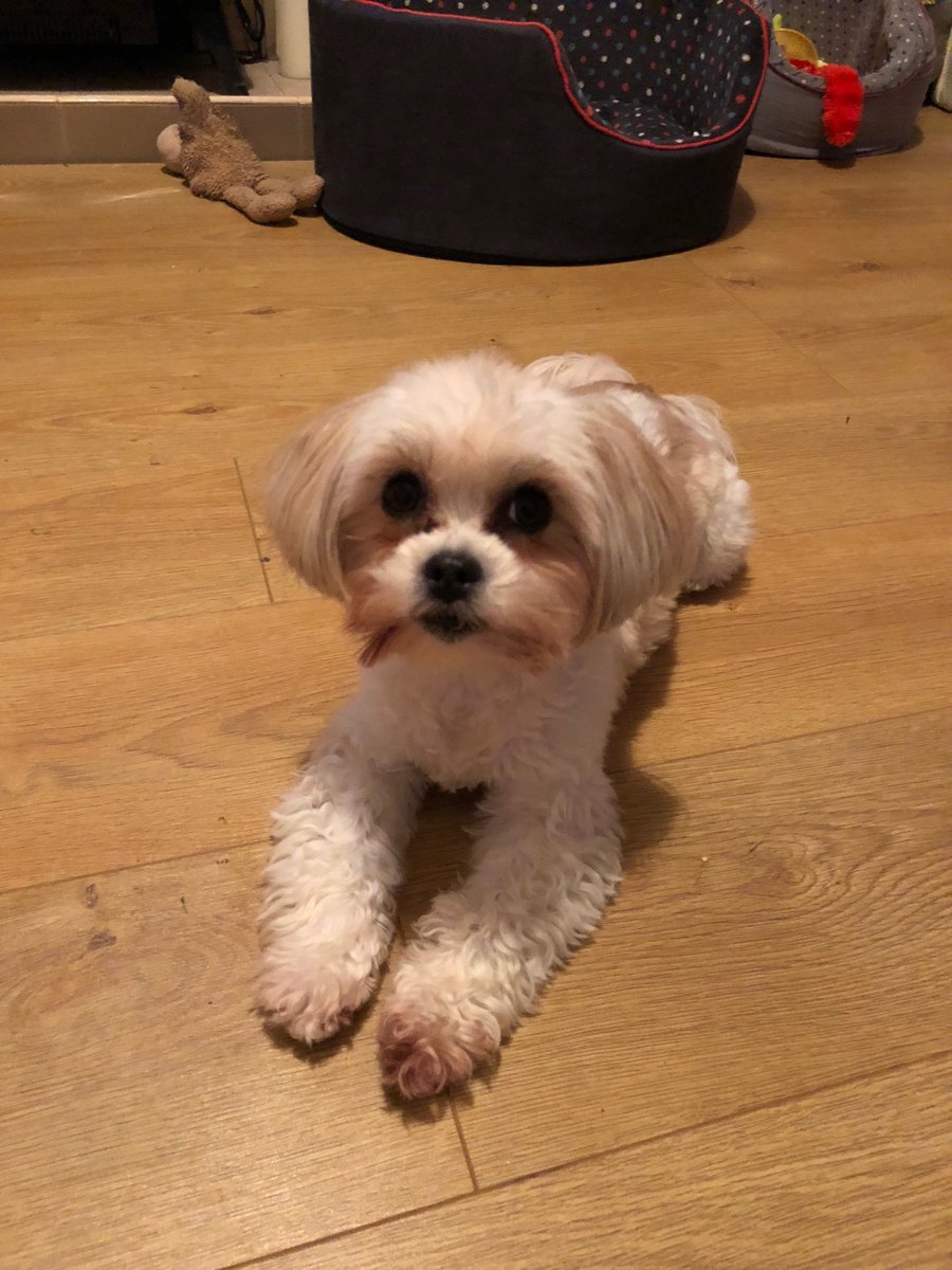 Just give me the pasta hoomans. You owe me this cos I’m cute and have puppy eyes still. #dogsarelove #dogslife #ZSHQ #dogsofttwitter #dogsofinstagram #cutest #puppy #shorkie #ShihTzu #iampuh 🐶🐾💕
