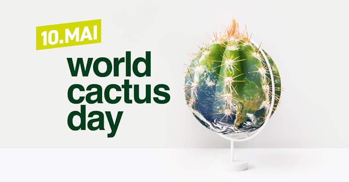 World cactus day - think of all the tiny lovely spiny plants, growing and  flowering - even when you forget them for a month or two Happy cactus day  #worldcactusday #tagdeskaktus #cactusday #kakteenhaage