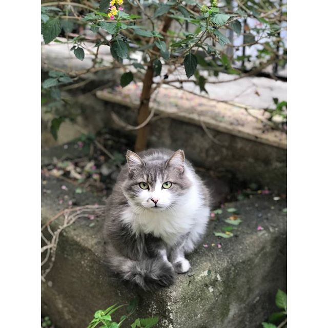 YasarUniSoFL's tweet image. Mertcan Levent for #thebestphoto #prepclassoscars2018 #prepclass #yasaruniversity #yasaruniversitesi #photography #cat #art #streets #izmir #turkey ift.tt/2IrPdgs