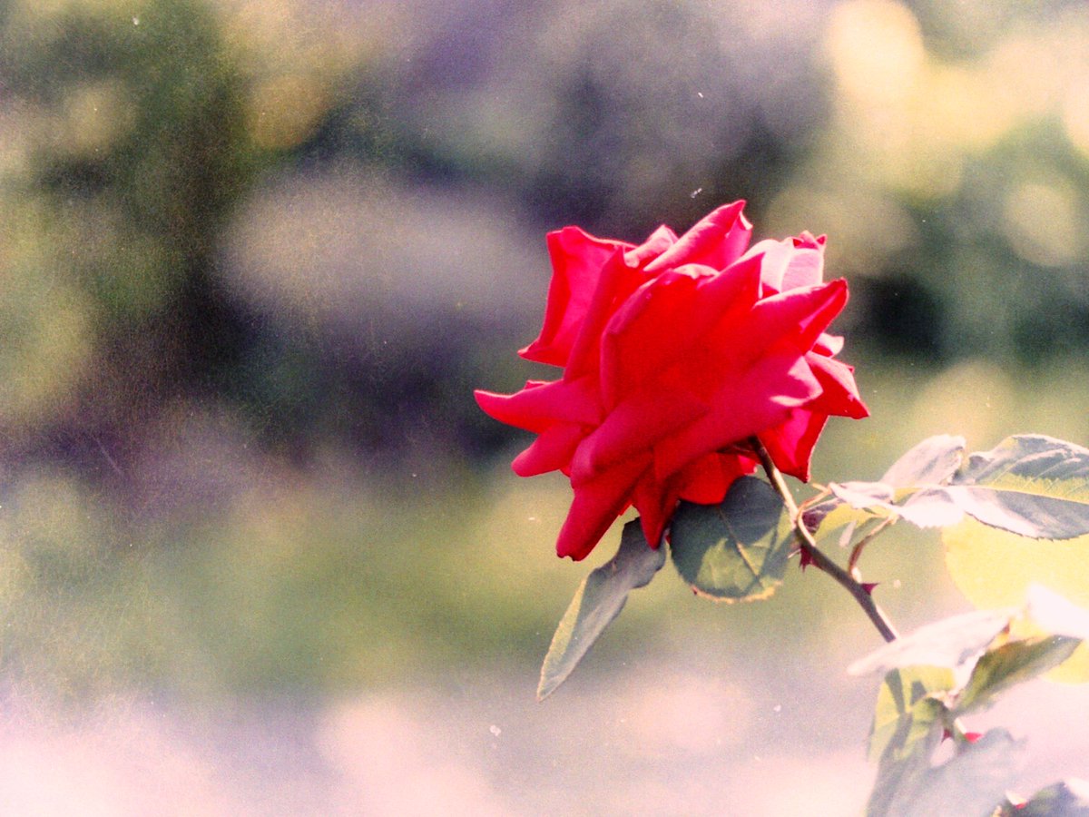 COSMOAI's tweet image. 一輪の紅いバラ