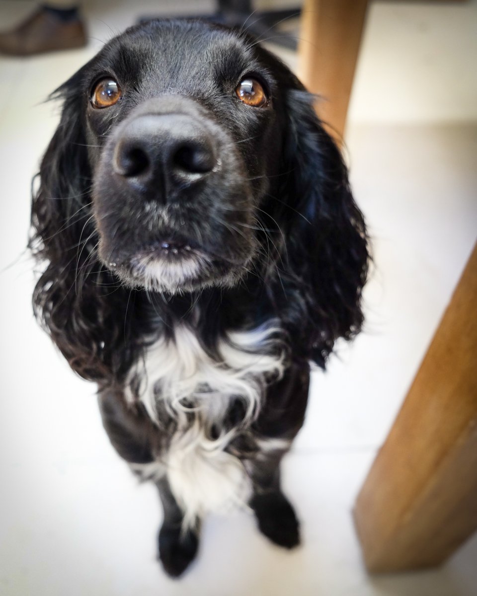 TreConceptsLtd's tweet photo. Meet 'Flash' - one of our team of durability testers. He's particularly impressed with the grip a deep brushed and oiled oak floor provides.
#dogslife #oakflooring #flooring #dogs https://t.co/a5nLHAImuQ