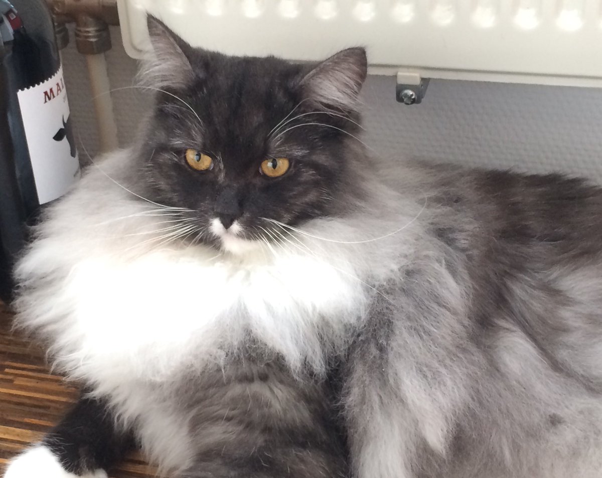 Dirk_Hivar's tweet photo. Show off my whiskers.. 🐾🐾 #CatsofTwitter https://t.co/57kU162QQK
