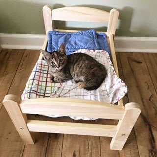 AinaJamolin's tweet photo. Bed is life is kitty kir ❤️ https://t.co/FuyZpTlDMk