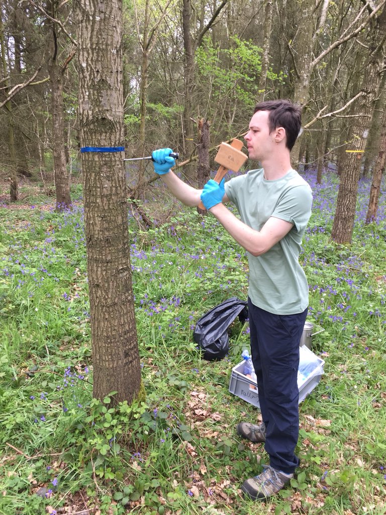 jamesemcdonald's tweet photo. Had a great couple of days in the field with @griffiths_ar this week investigating a new threat to oak. Here is Andy collecting some bark panels for analysis #treehealth @WoodlandHerita1 https://t.co/pWN8JOoqu4