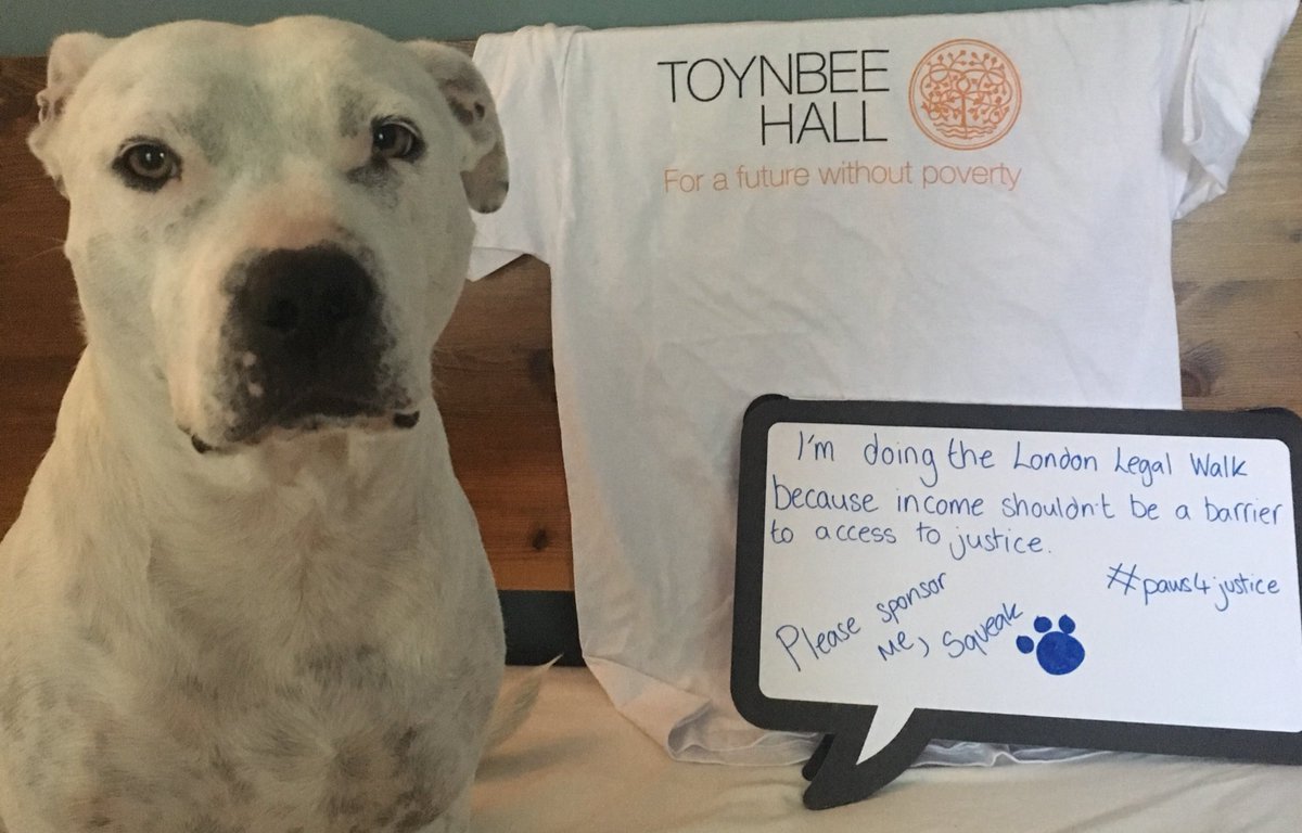 edarcherthinks's tweet photo. Please sponsor Squeak to do the #londonlegalwalk with @ToynbeeHall because income shouldn’t be a barrier to access to justice
Follow Squeak’s training routine #pawsforjustice
Sponsor her here: https://t.co/a7Oup106Ik https://t.co/8cfeoUNcpB