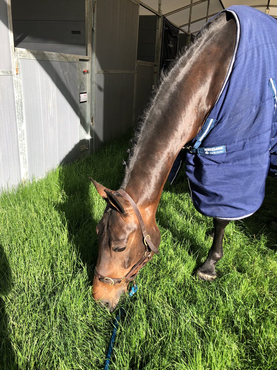 Morning snack time for Douglas Delight <a href="/windsorhorse/">Royal Windsor Horse Show</a>