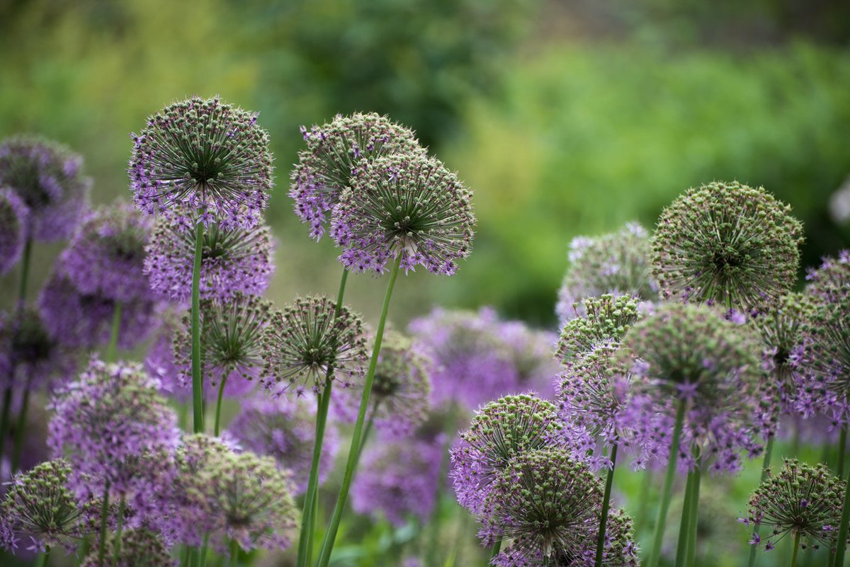 With gardens looking wonderful at this time of year, and our workshops at Sudeley Castle​ and Hidcote Manor Garden​ coming up soon, why not take a read of my guide to garden photography:
imageseen.co.uk/techniques-for…
#gardenphotography #howtophotographgardens #Hidcote