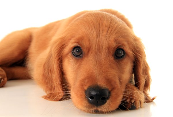 dogs_central's tweet photo. What emotions do dogs feel?
  
https://t.co/zn1YvXtxkn https://t.co/HQr4GktTEM