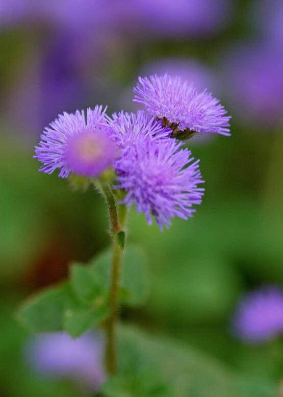 相原幸典 ５月１０日の誕生花 アゲラタム カッコウアザミ 花言葉 信頼 安楽 永久の美 ギリシャ語で不老という意味を持つ アゲラタム が由来となりました T Co Bma7elbpdf Twitter