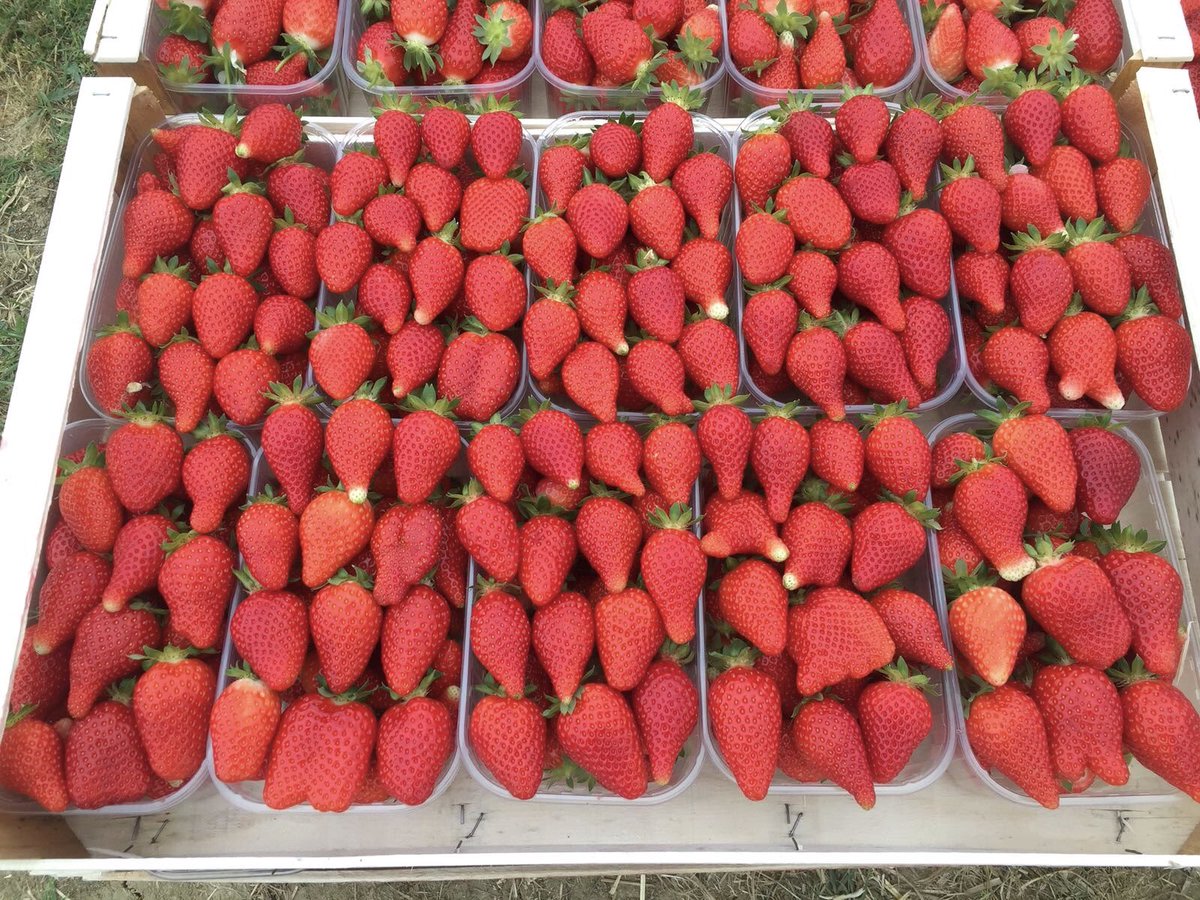 MilanoFreshSrl's tweet photo. Cesena’s #Strawberries 🍓🤤 #Export #Germany #fruits #vegetables #international #trading #10May https://t.co/EZU5ACBYBF