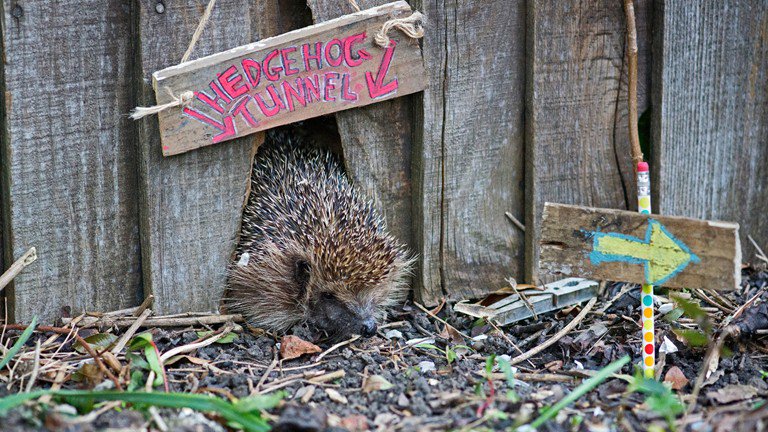naturesfeast's tweet photo. As part of #HedgehogAwarenessWeek, why don't you create little holes in your garden fence so hedgehogs can pass easily through urban gardens to find food...Hedgehog Highway!! https://t.co/GsIkC5r2tP