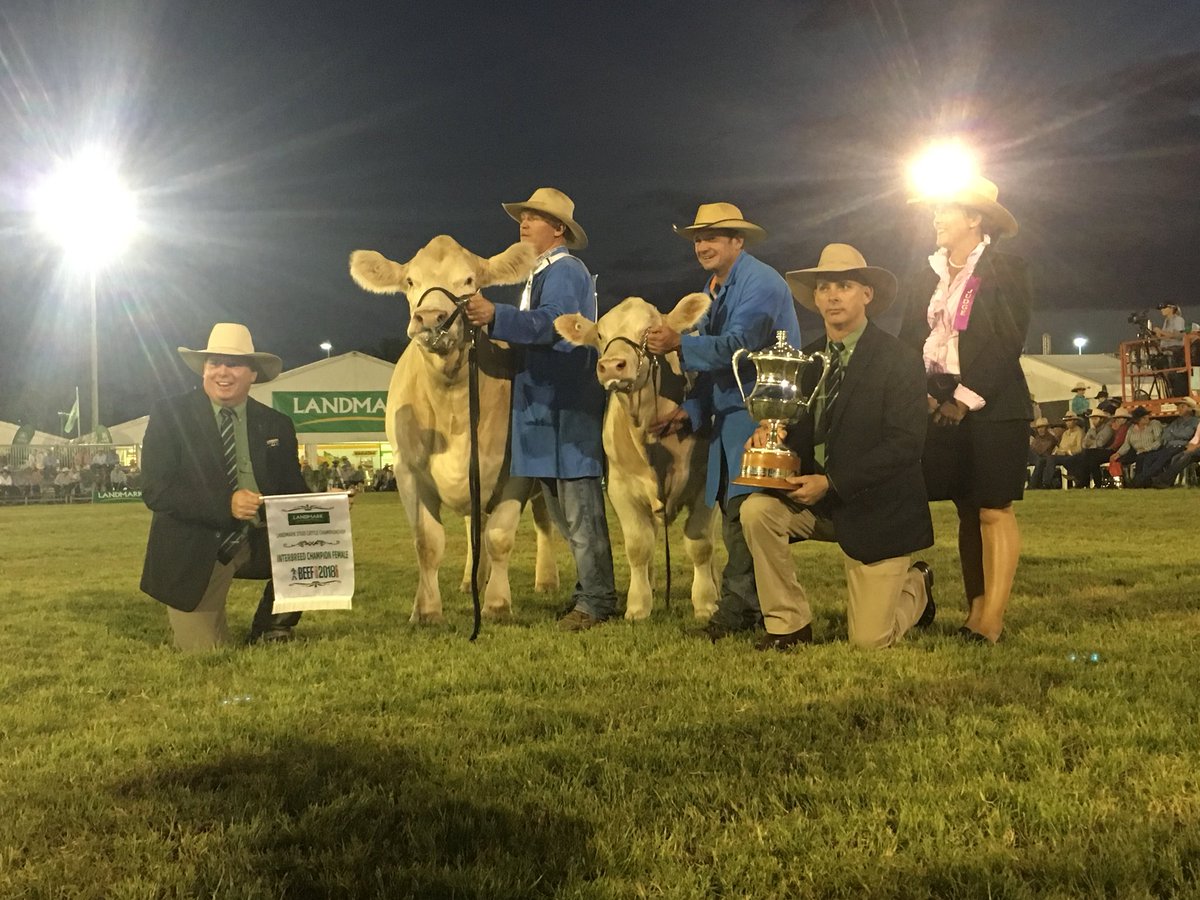 #charolais cow takes out #beefaustralia2018 interbreed champion female @QldCountryHour @abccapricornia