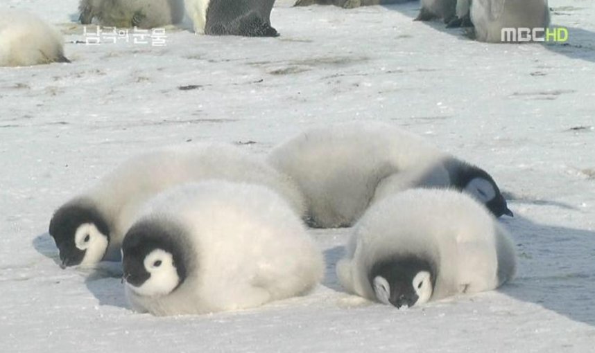 심장에 유해한 아가펭귄식빵이다.
